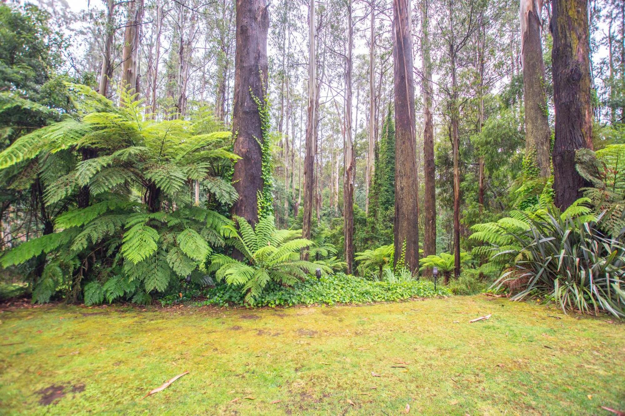 The Fernglen Forest Retreat Mount Dandenong Luaran gambar