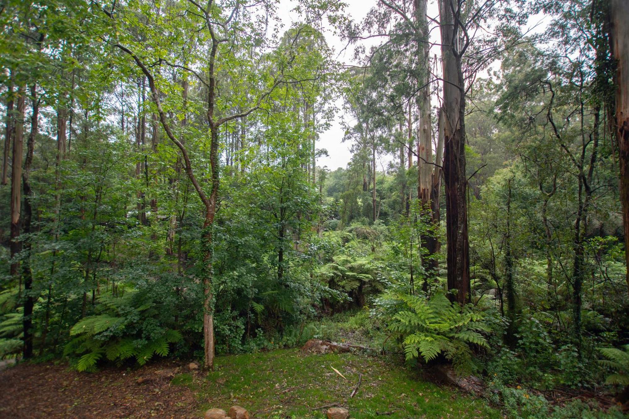 The Fernglen Forest Retreat Mount Dandenong Luaran gambar
