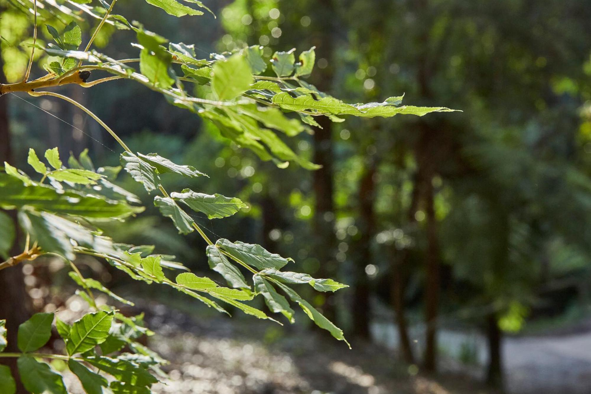 The Fernglen Forest Retreat Mount Dandenong Luaran gambar