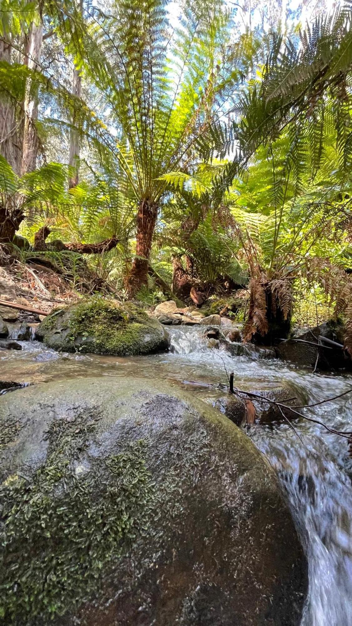 The Fernglen Forest Retreat Mount Dandenong Luaran gambar