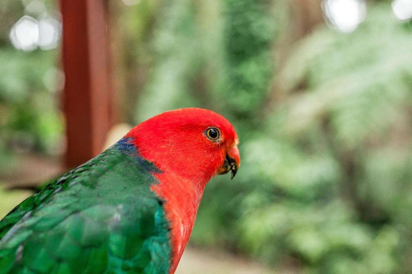 The Fernglen Forest Retreat Mount Dandenong Luaran gambar