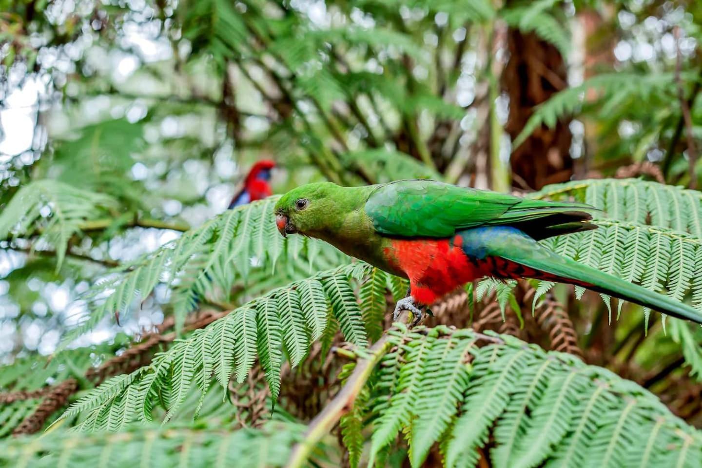 The Fernglen Forest Retreat Mount Dandenong Luaran gambar