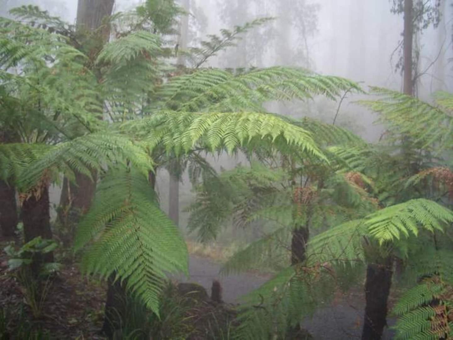 The Fernglen Forest Retreat Mount Dandenong Luaran gambar