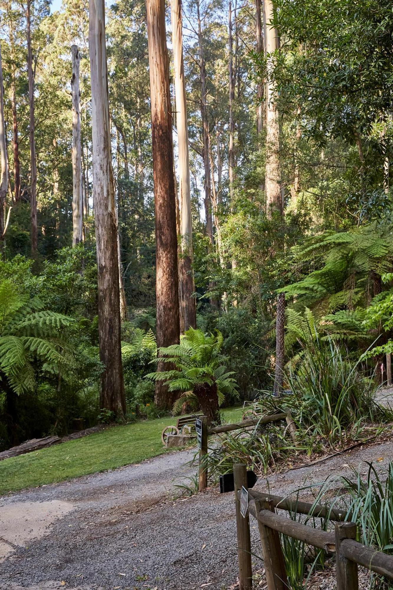 The Fernglen Forest Retreat Mount Dandenong Luaran gambar